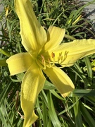 8th Jun 2024 - Day Lily