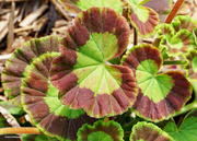 8th Jun 2024 - Geranium Leaf