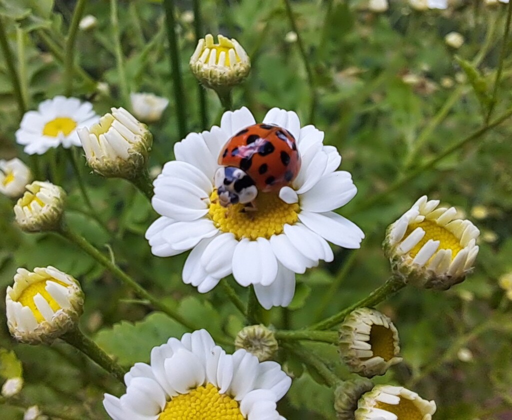 Day 160/366. Tiny ladybird on a tiny daisy.  by fairynormal