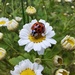 Day 160/366. Tiny ladybird on a tiny daisy. 