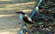 9th Jun 2024 - Kookaburra Sits Under The Old Gum Tree ~ .