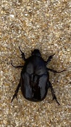 7th Jun 2024 - Beetling about on the Beach