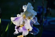 8th Jun 2024 - Iris In The Evening Light