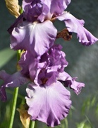 8th Jun 2024 - Lilac-Colored Iris