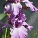 Lilac-Colored Iris