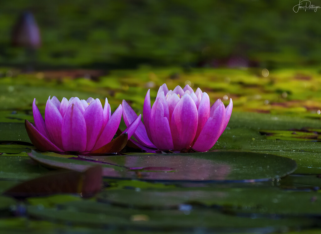 Sitting On a Lily Pad Together  by jgpittenger