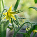 Tomato blooms... by thewatersphotos