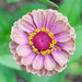 A new Zinnia... by thewatersphotos