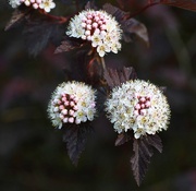 8th Jun 2024 - Ninebark Shrub In Bloom