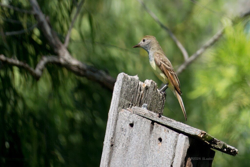 Great Crested Flycatcher by slaabs
