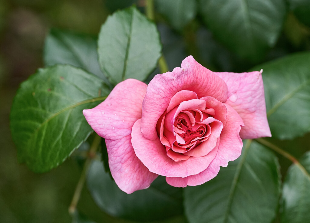 Aloha Rose by gardencat