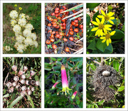 9th Jun 2024 - Bushwalk Finds