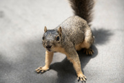 5th Jun 2024 - Squirrel 1