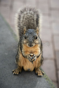 6th Jun 2024 - Squirrel 2