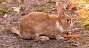 8th Jun 2024 - The Bunny Enjoying a Snack!
