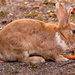 The Bunny Enjoying a Snack!