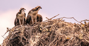 8th Jun 2024 - The Babies Just Saw Mom Fly By!