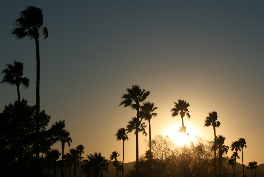 Palm Trees At Sunset by kerristephens