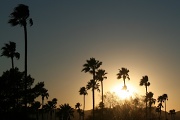 2nd Feb 2011 - Palm Trees At Sunset