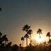Palm Trees At Sunset by kerristephens