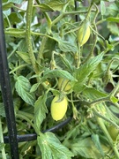 28th May 2024 - Tomato plant 