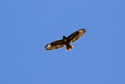 8th Jun 2024 - Red tailed hawk