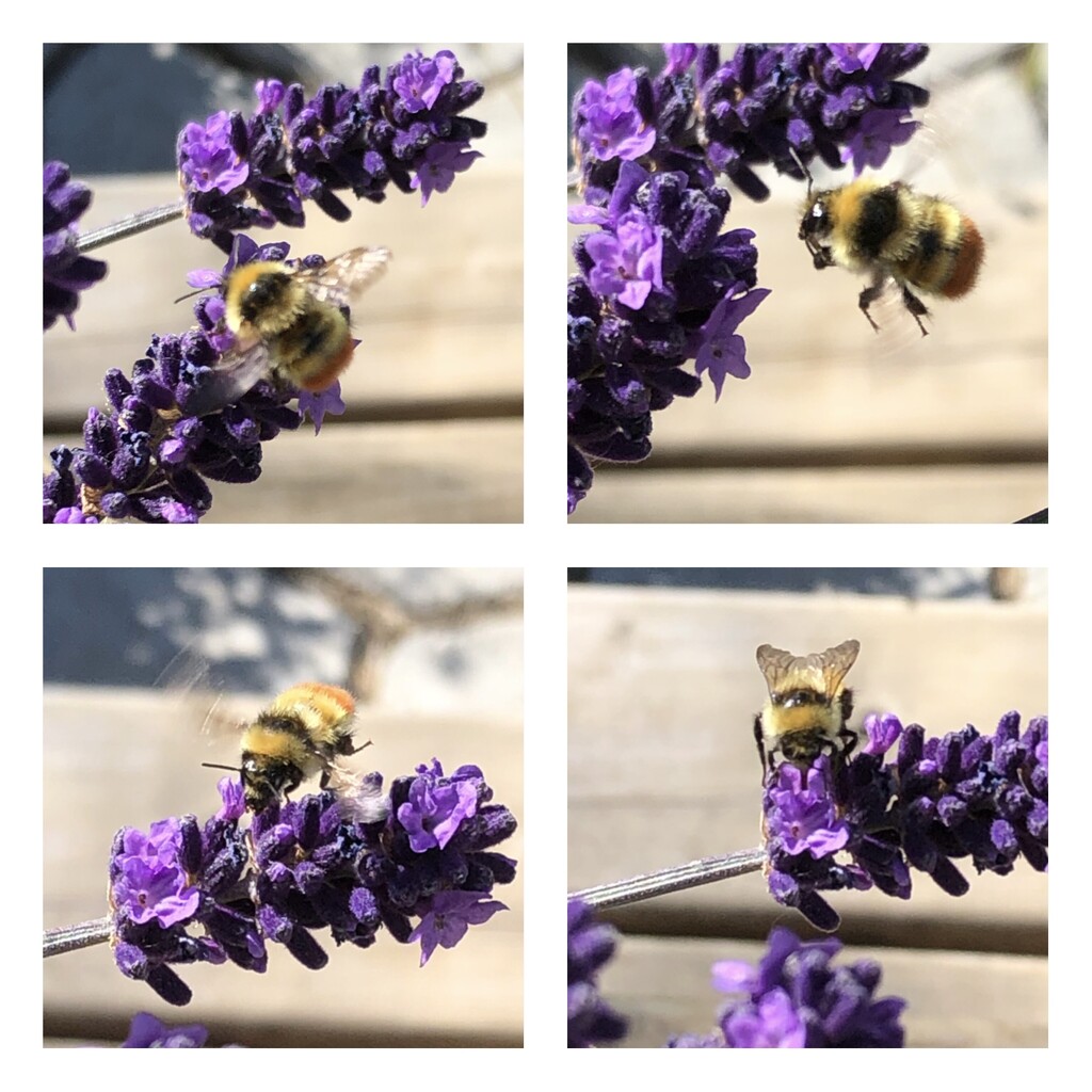 More Bee Activity  by dailypix