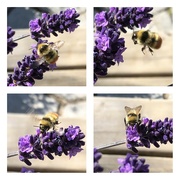 9th Jun 2024 - More Bee Activity 