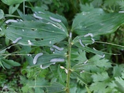 8th Jun 2024 - Solomon's Seal sawfly larvae 