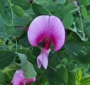 7th Jun 2024 - Perennial sweet pea