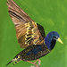 Bird (painting)
