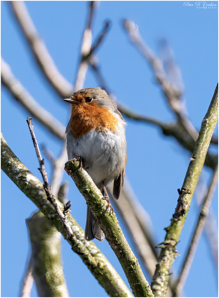 High up Robin by pcoulson
