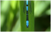 9th Jun 2024 - Azure damselfly