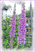 9th Jun 2024 - Foxgloves