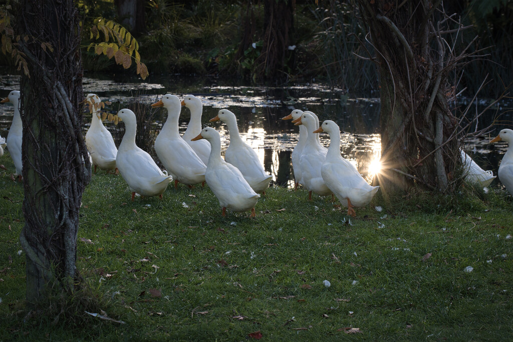 ducks and reflected sunburst by dkbarnett