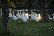 9th Jun 2024 - ducks and reflected sunburst