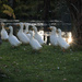 ducks and reflected sunburst