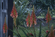 7th Jun 2024 - Aloe Aloe