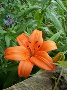 9th Jun 2024 - Day Lilies 