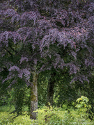 9th Jun 2024 - Copper beech tree