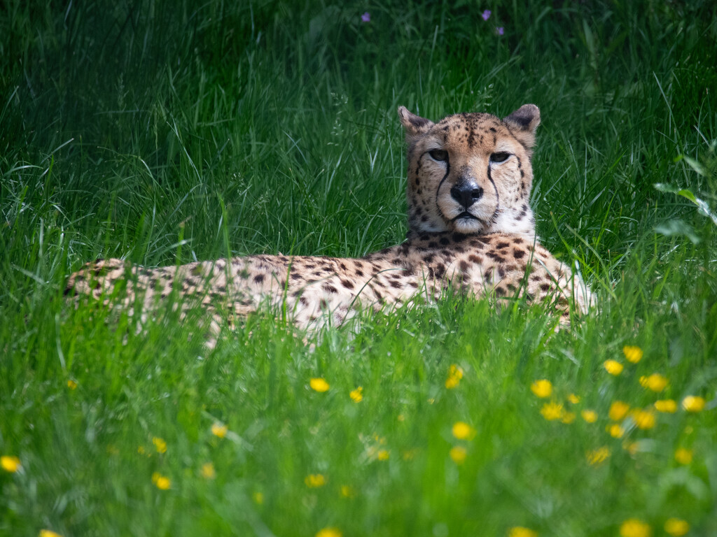 Cheetah by anncooke76