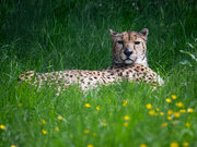 8th Jun 2024 - Cheetah