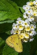 9th Jun 2024 - Clouded Yellow