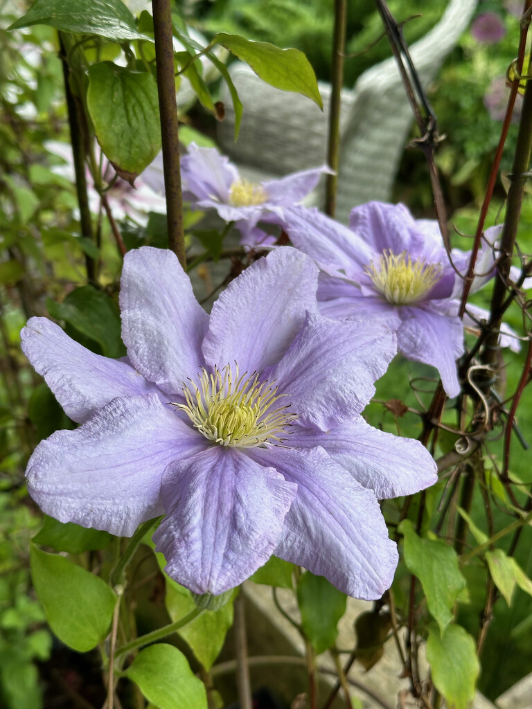 Clematis by 365projectmaxine