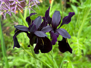 9th Jun 2024 - Iris 'Black Form'