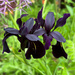 Iris 'Black Form'