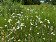 3rd Jun 2024 - Ox-Eye Daisies