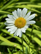 6th Jun 2024 - Ox-Eye Daisy