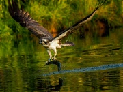 7th Jun 2024 - Osprey 