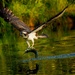 Osprey  by padlock